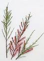 Tamarix Tetrandra