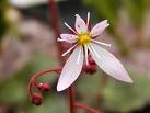 Taşkıran Saxifraga Stolonifera