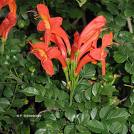 Tecomaria Capensis