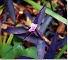 Telgraf Çiçeği Tradescantia Pallida