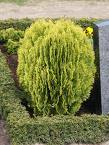 Thuja Orientalis Aurea