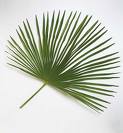 Trachycarpus Fortunei