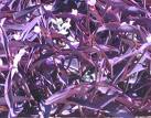 Tradescantia Pallida
