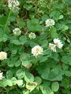 Trifolium Repens