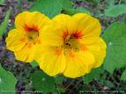 Tropaeolum Majus