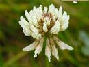 Üçgül , Aküçgül Trifolium Repens