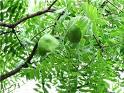 Üvezyapraklı Sarıağaç Xhanthoceras Sorbifolia