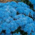 Vapurdumanı Ageratum Houstonianum