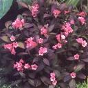 Vegelya Weigela Florida