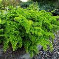 Venüssaçı Adianthum Capillus Veneris