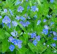 Veronica Salicifolia Veronika