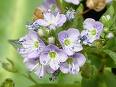 Veronica - Yavşan Otu Veronica Salicifolia Veronika