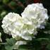 Viburnum Opulus Rosum L.