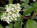 Viburnum Tinus