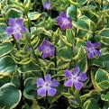 Vinca Major