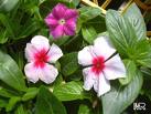 Vinca Rosea