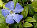Vinca Sp.