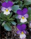 Viola Tricolor