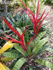 Vriesa Vriesea Splendens