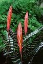 Vriesea Splendens