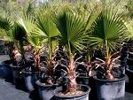 Washingtonia Filifera