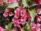 Weigela Florida