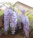 Wistera Floribunda