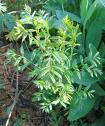 Xhanthoceras Sorbifolia