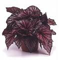 Yaprak Begonya Begonia Rex