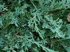 Yayılıcı Ardıç - Sabin Ardıcı Juniperus Horizantalis - Juniperus Sabina