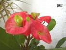 Yılbaşı Minesi Euphorbia Millii