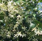 Yıldız Yasemin Rhyncospermum Jasminoiedes