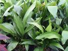 Yıldızkalkan Aspidistra Elatior