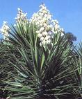 Yucca Aloifolia