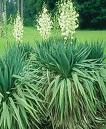 Yucca Gloriosa