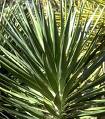 Yukka Yucca Aloifolia