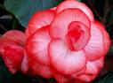 Yumru Begonya Begonia Elatior Hybr.