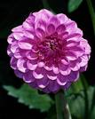 Zinnia