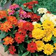 Zinnia Elegans