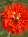 Zinya Zinnia