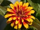 Zinya Zinnia Elegans
