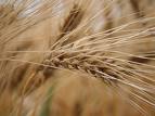 2014 yılının ilk mahsul buğdayı borsaya geldi.