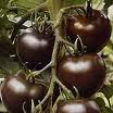 Kahverengi domates üretimi yaygınlaşıyor.