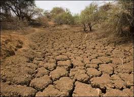Yetersiz yağış buğday ve arpa verimini % 15 oranında düşürüyor