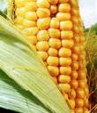 Türk hibrid mısır tohumu geliştirildi