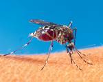 Şanlıurfa{.}da Sivrisinek Ve Haşere Sorununa Kökten Çözüm Aranıyor