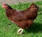 Yumurtacı Tavukların Yetiştirilmesi  İle İlgili Standartlar Belirlendi